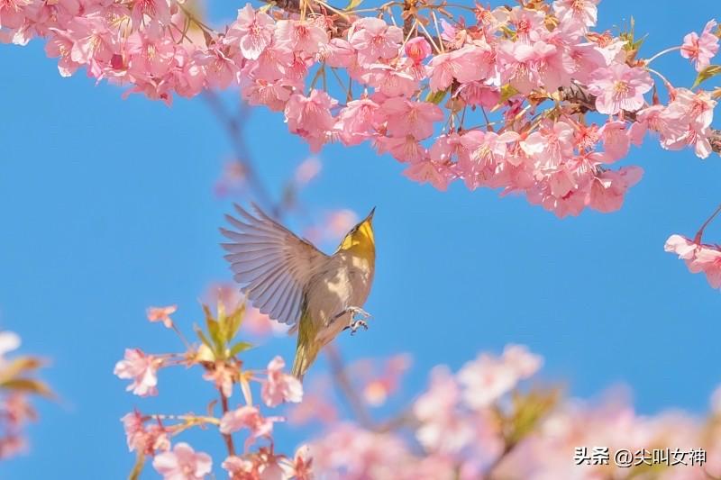 所求皆如愿，所行化坦途，
家人安康，万事顺遂，
所有美好，都在这个春天如约而至?