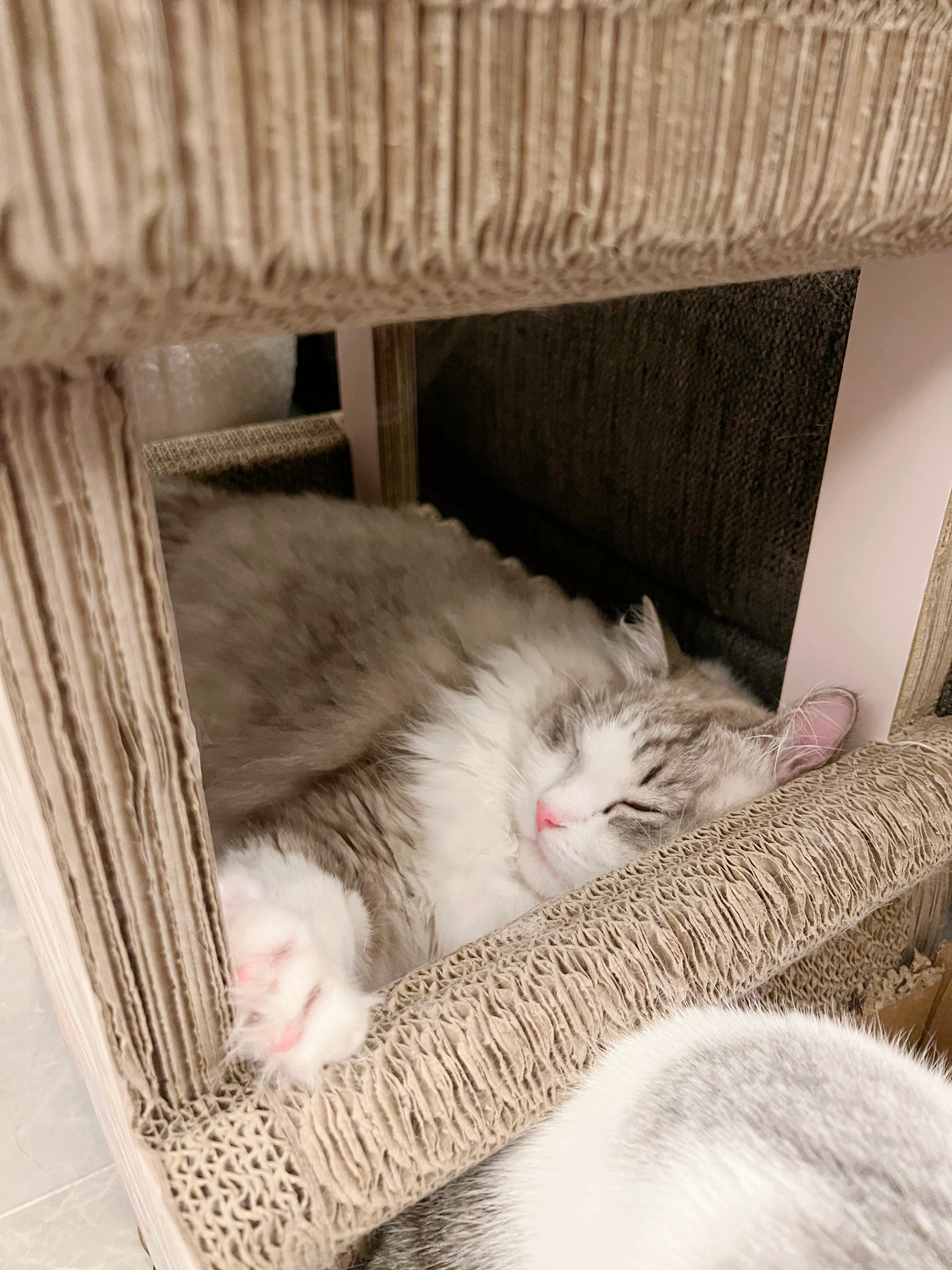 更换了适合夏天的猫窝，泡饭睡在这个粉粉的猫抓板里面，泡芙一直在外面试图叫醒他，但