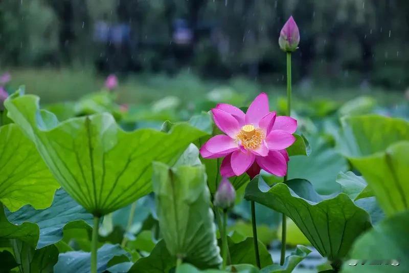 上联：夏雨荷花艳，
下联：晨风柳叶新。