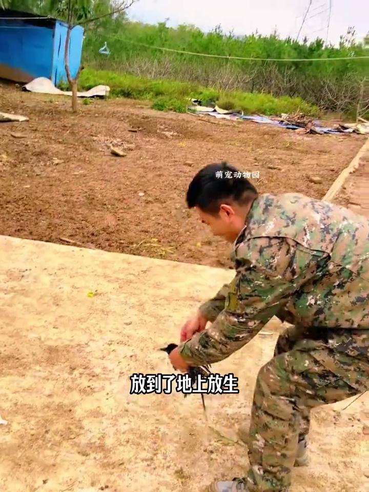 喜鹊洗澡，好运连连。
这是大哥用镜头记录下的暖心一幕。大哥在自家农场干活时，发现