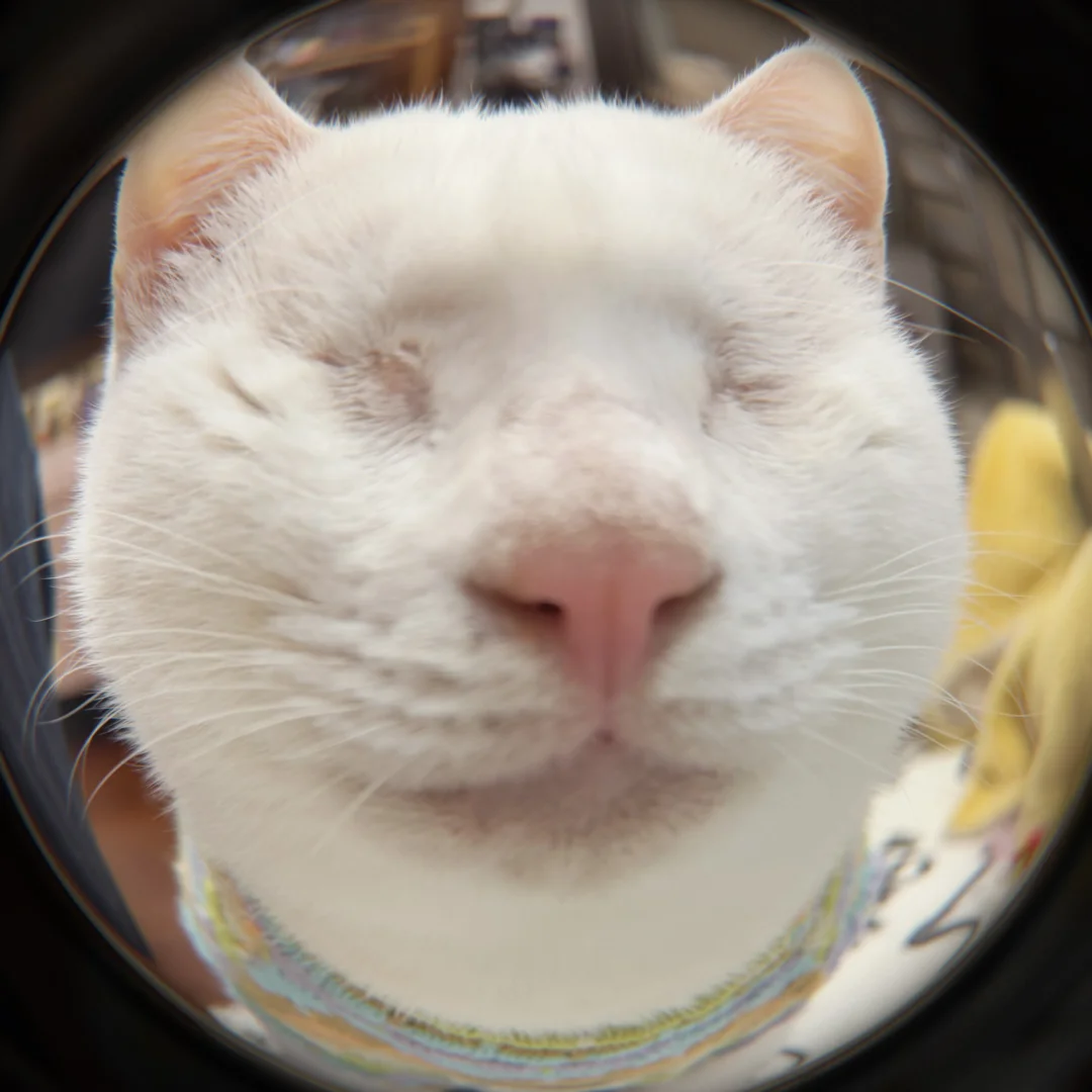 Open your door !Chinese rural cat！