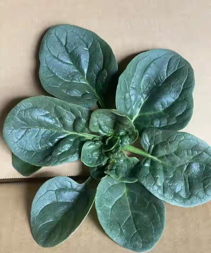 自从都知道河南的趴地菠菜好吃后，价格被你们都吃高了
就喜欢河南的趴地菠菜，非常好