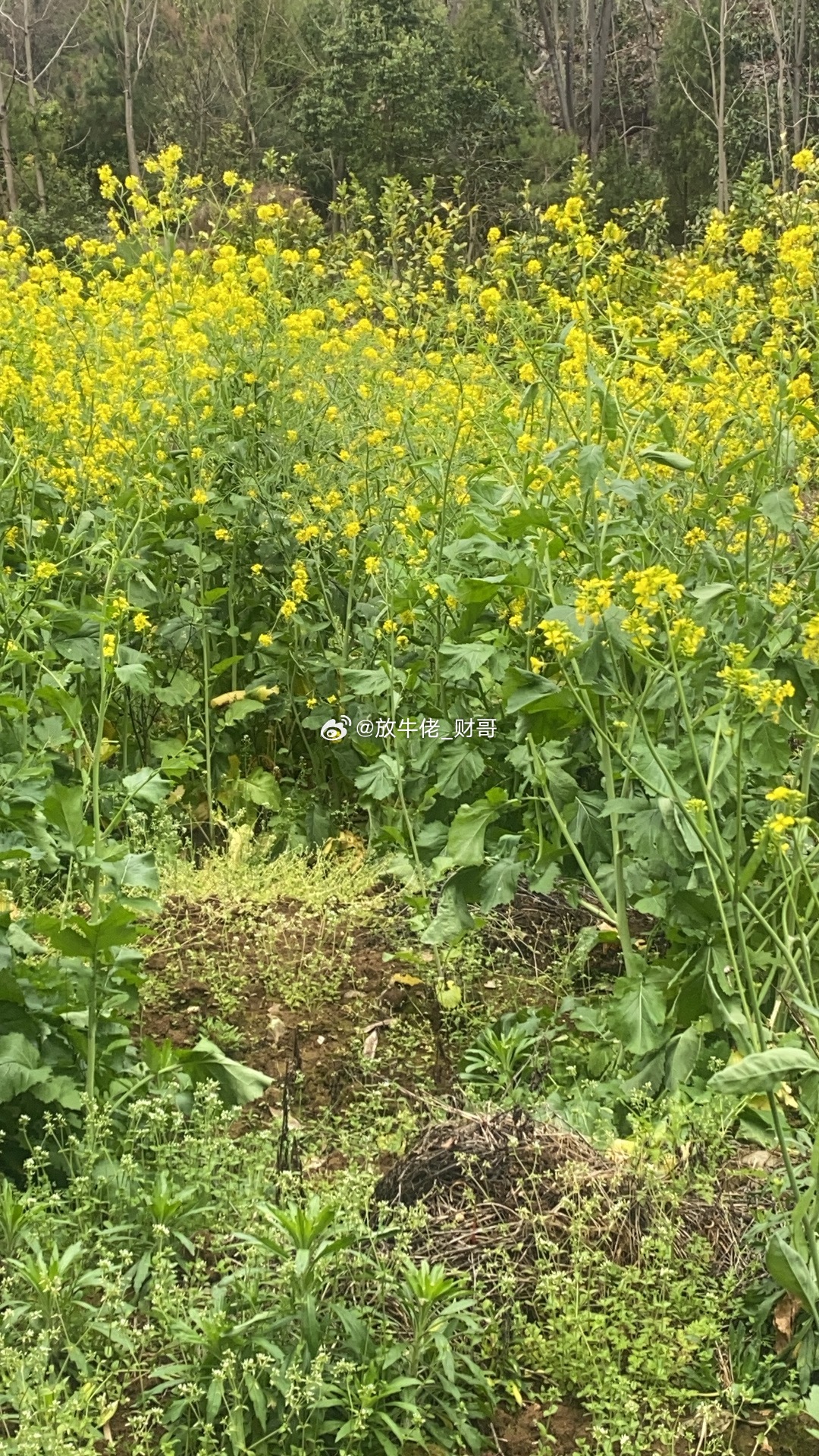 昨天放量普涨，今天缩量普涨，不管涨的多不多吧，反正比下跌强。今天AI科技相对弱势