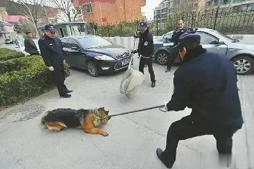地球上的生物，是以人类为中心，其它所有的生物都是为人类服务的，当其它生物威胁到人