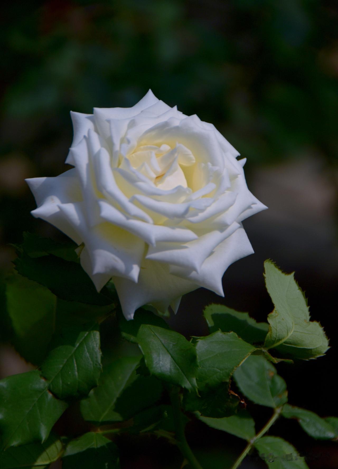 高心翘角，花瓣厚实，花心紧凑，香味浓郁，耐热耐晒的白色主流切花月季，坦尼克月季。