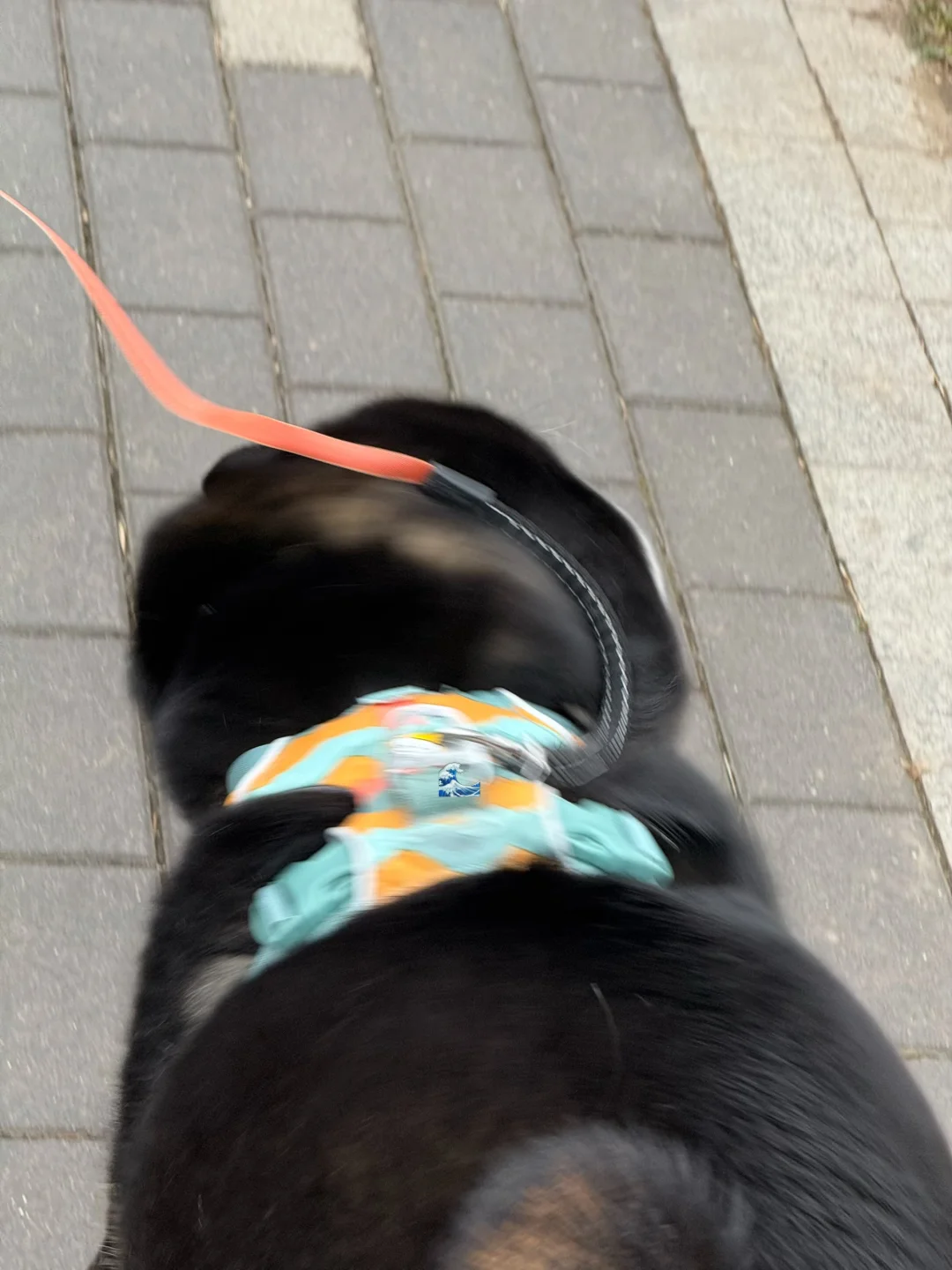 快乐小狗是圆形的