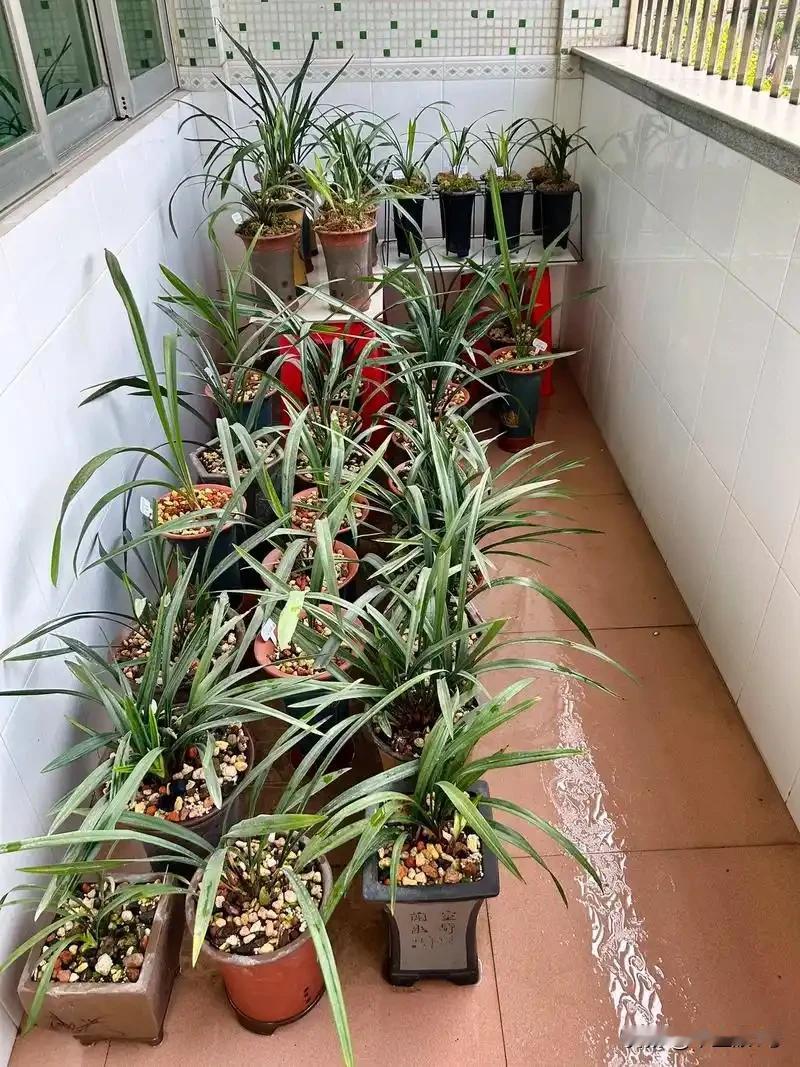 从校长变身花工。
老同学县城初中的校长，退二线后，在老家养起兰花，专业的操作，无