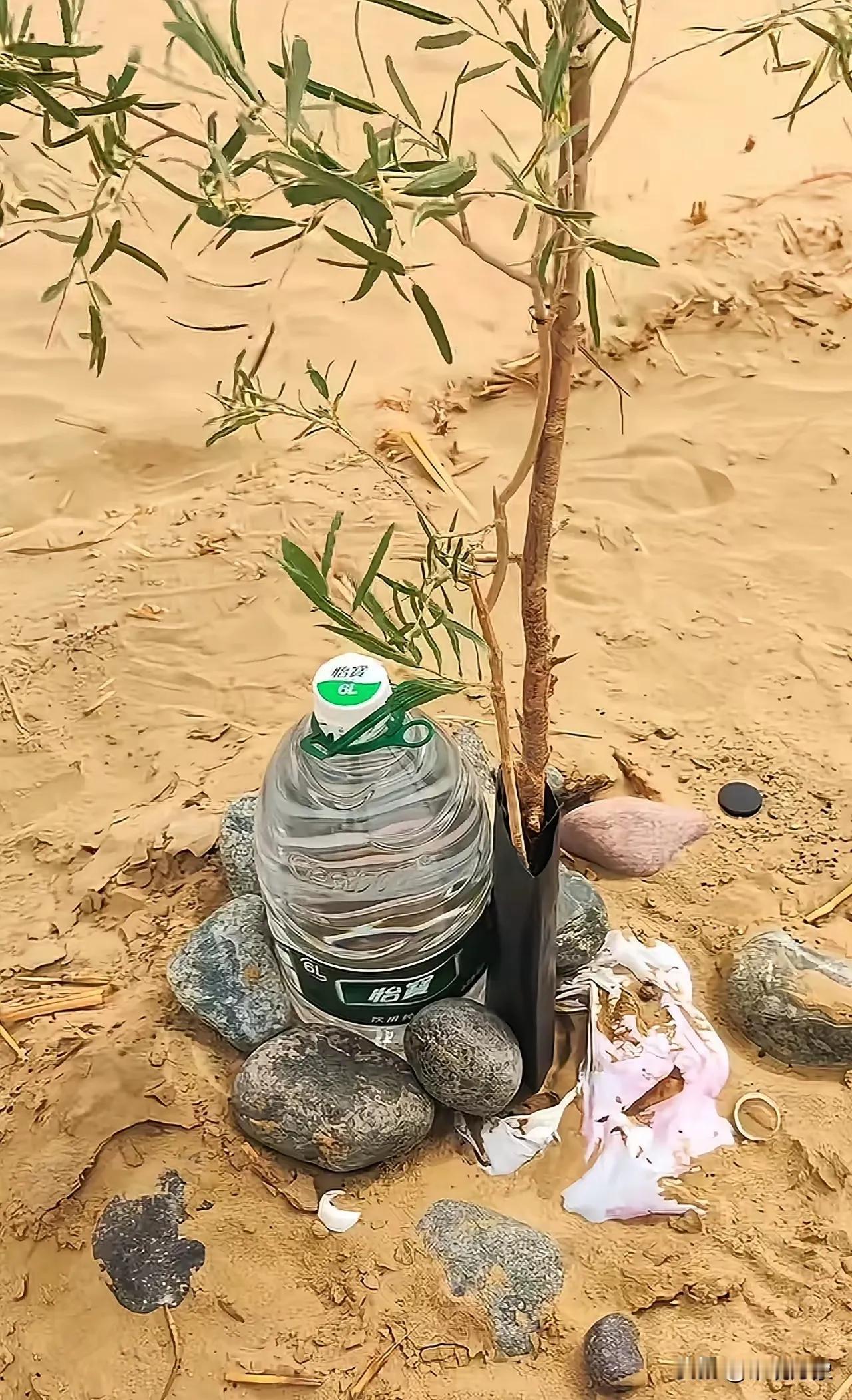有人说这是“治沙人的智慧”？就这，牛都能想得出来。这叫智慧，就是把智慧完全不当回