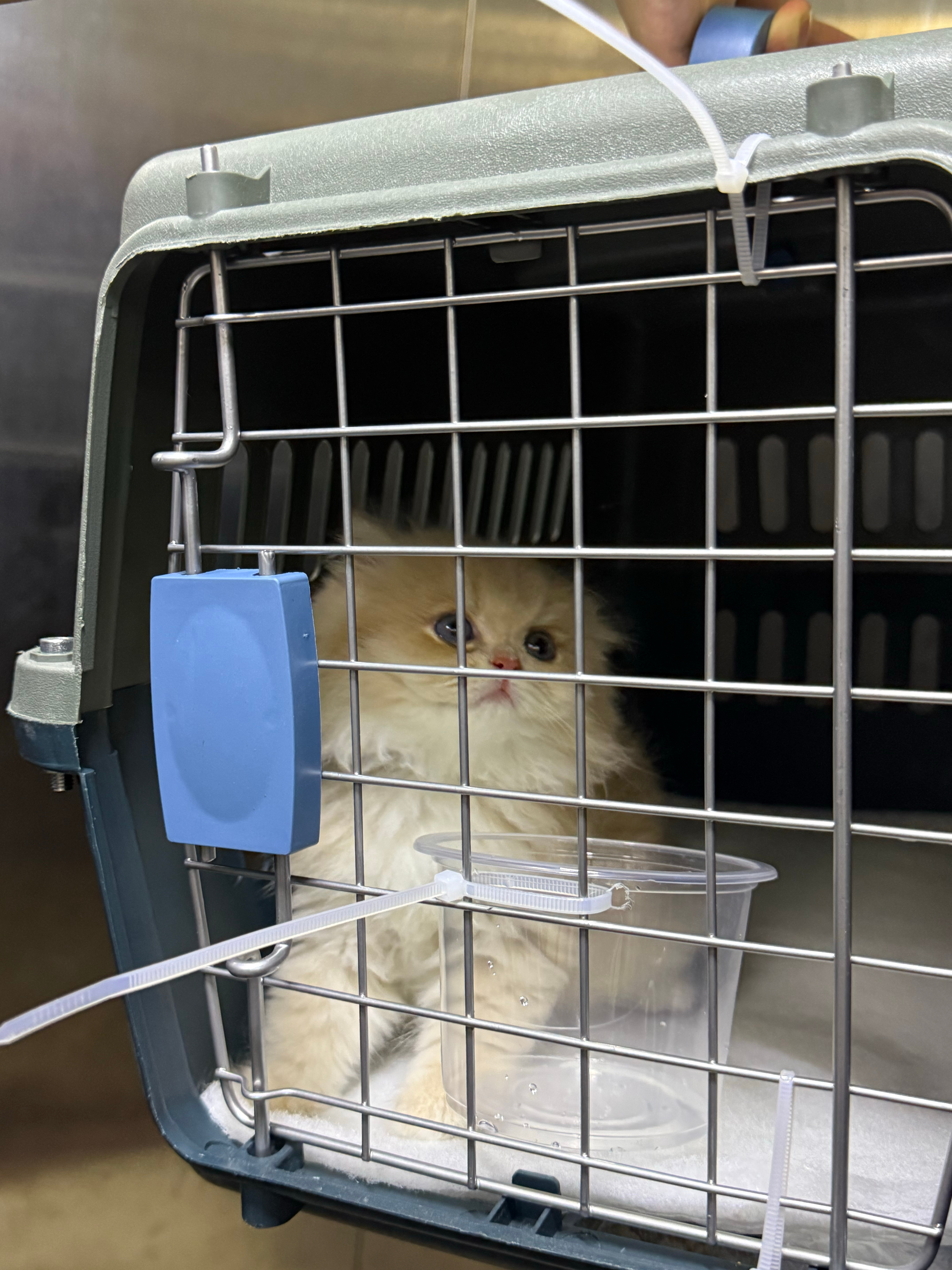 美味“蛋卷”🐈 