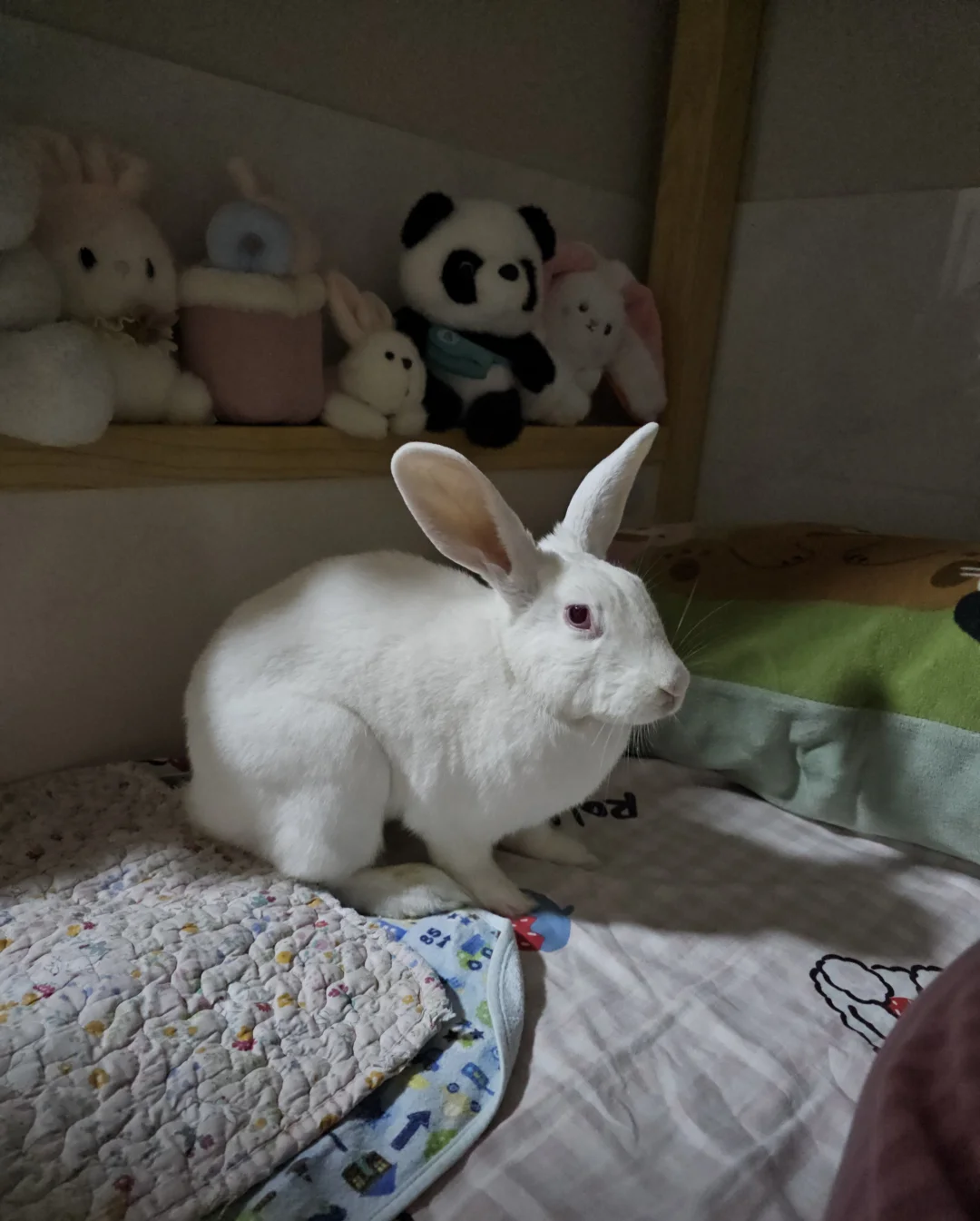 我小白兔想去哪里就去哪里