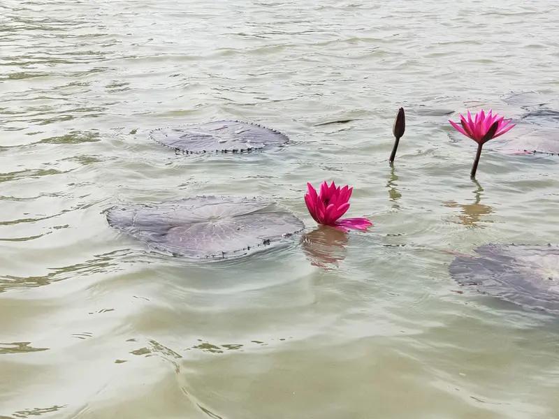 看到“节节莲藕泥中睡”这个上联，我忍不住琢磨起下联。这上联画面感十足，把莲藕拟人