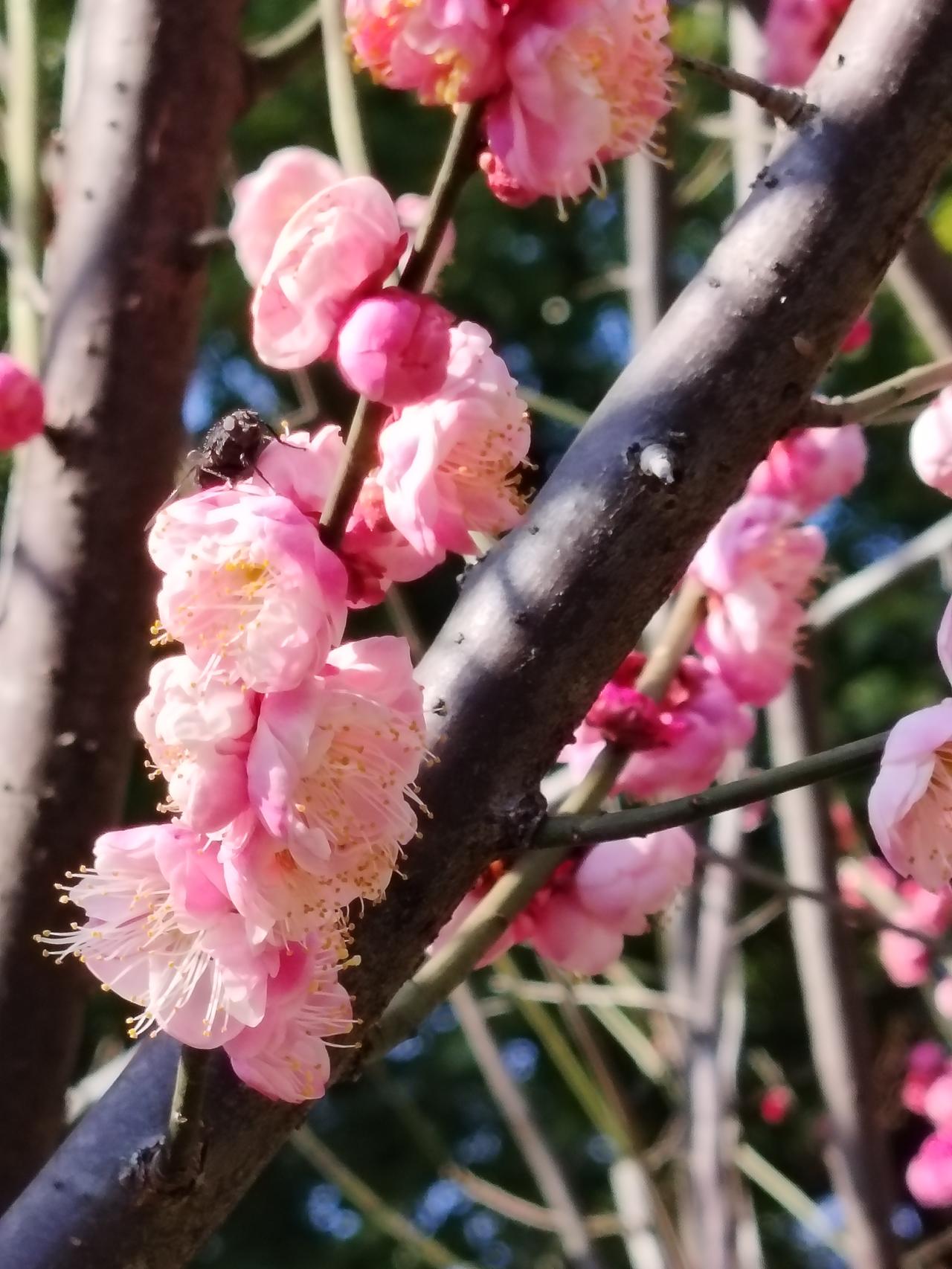花之美