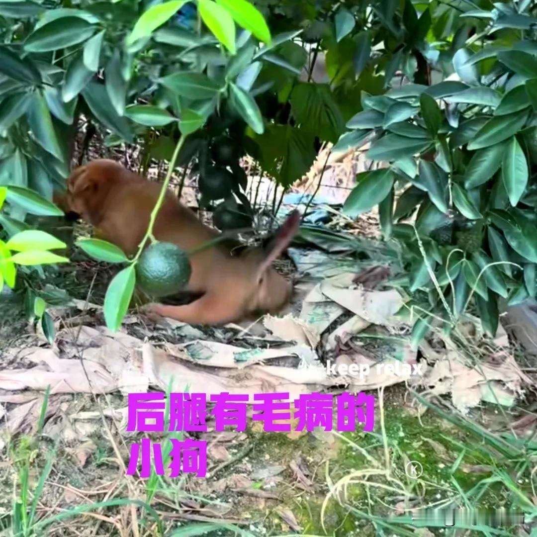 在广州江门，有一只残疾的小狗，小狗后腿不能并拢，只能拖着走路。小狗虽然有主人，不