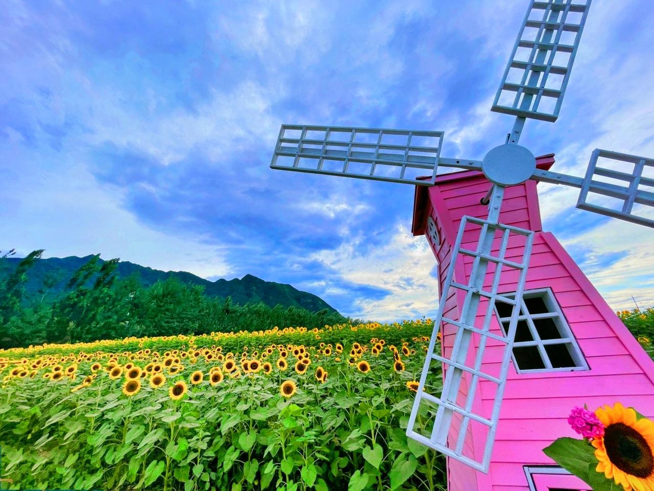 🌻向日葵又叫朝阳花，因其花常朝着太阳而得名，花语是信念、光辉、高傲、忠诚、爱慕