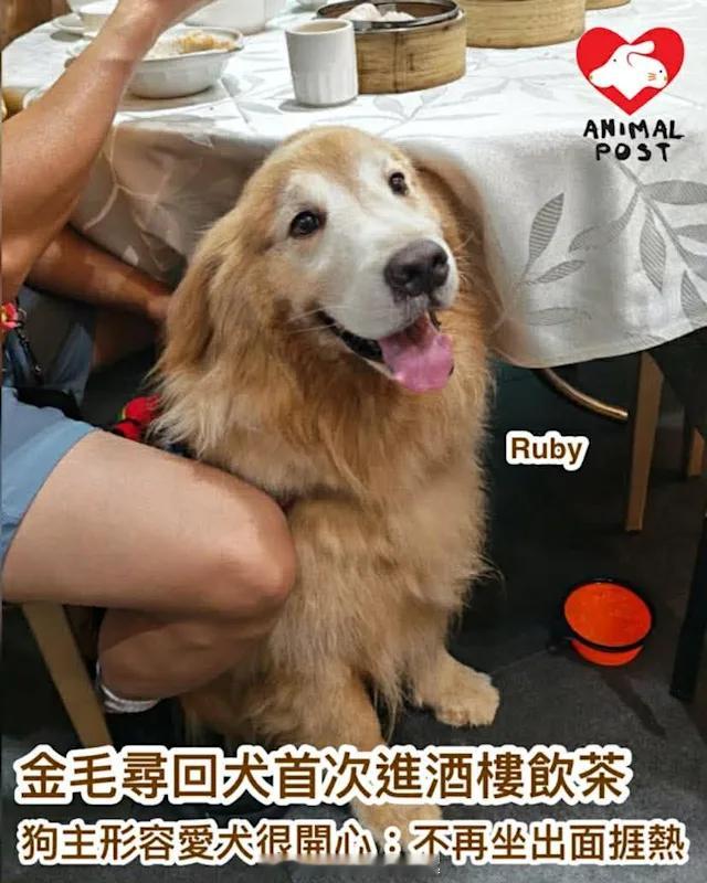 要爱护动物狗狗  「七歲金毛寻回犬 首次進酒樓飲茶..狗 主形容愛犬很開心：不再