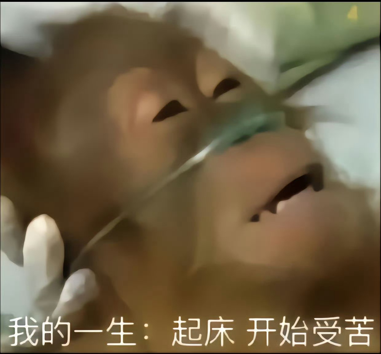 我现在的生存状态还不如机关退休老头养的狗它只需要早晨五点陪老头溜个弯回家擦擦ji