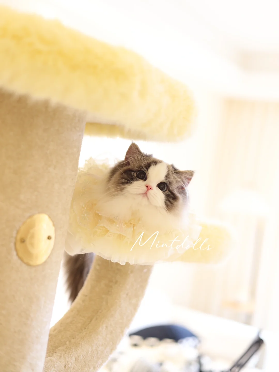 超会摆拍的小猫子(宠物级弟弟)