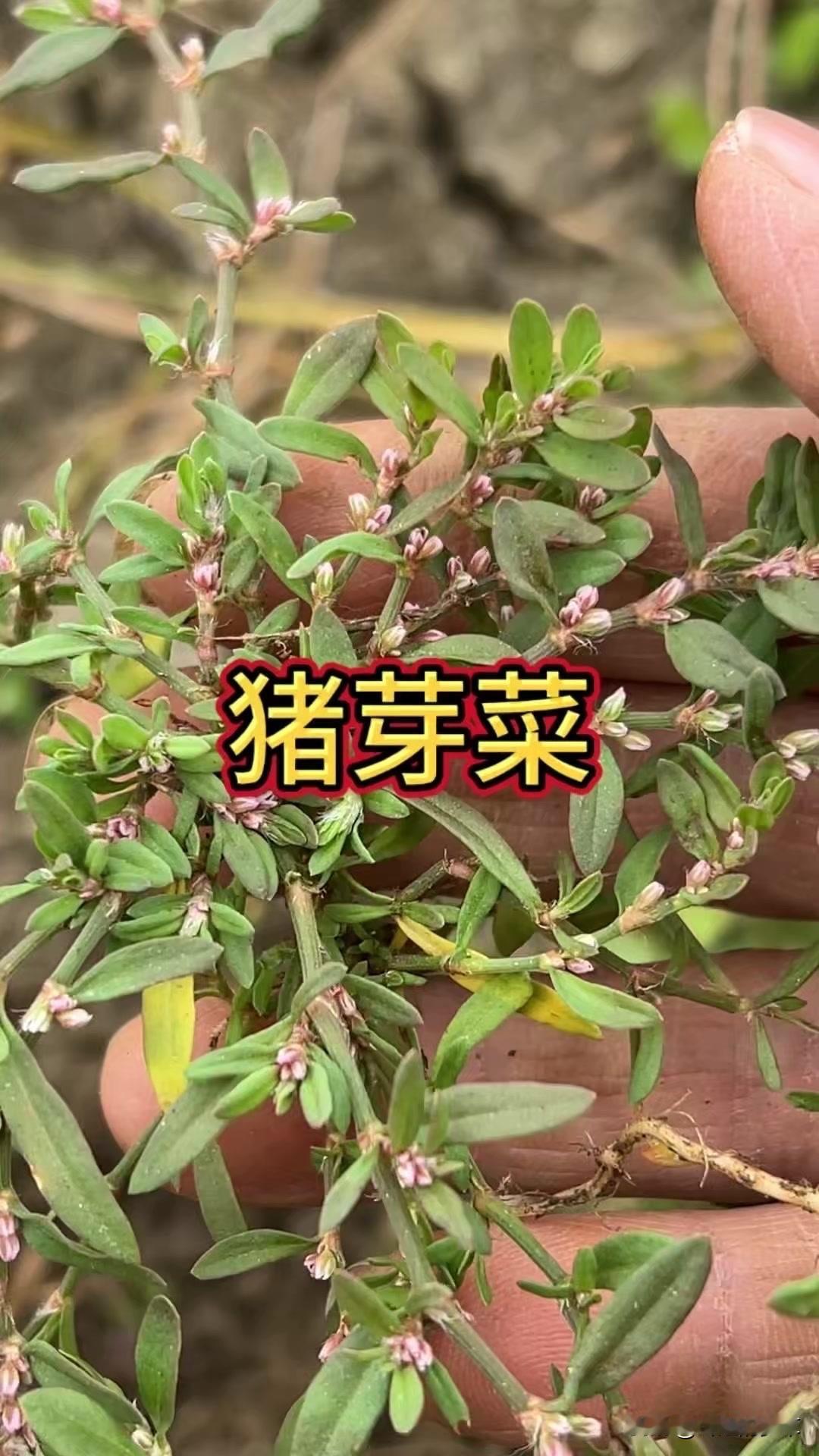 哪种田间野菜能当宝？扁蓄乡土野菜 呢种呢种野菜 野菜粑粑草 农村野草野菜 的三种