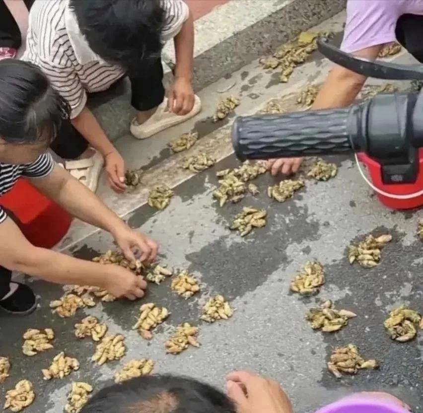 谁能想到，路边的地面直接铺开一地宝贝。
大伙蹲在地上细细分拣，这种稀罕货，别处当