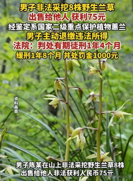 河南，男子陈某在山上非法采挖了8株野生兰草并出售，获利75元。这些兰草经鉴定为二