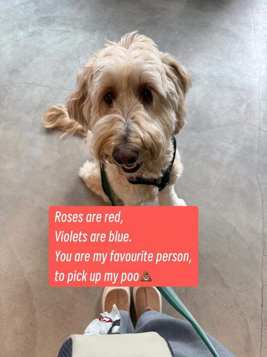 妈妈我是你的小情人吗🌹