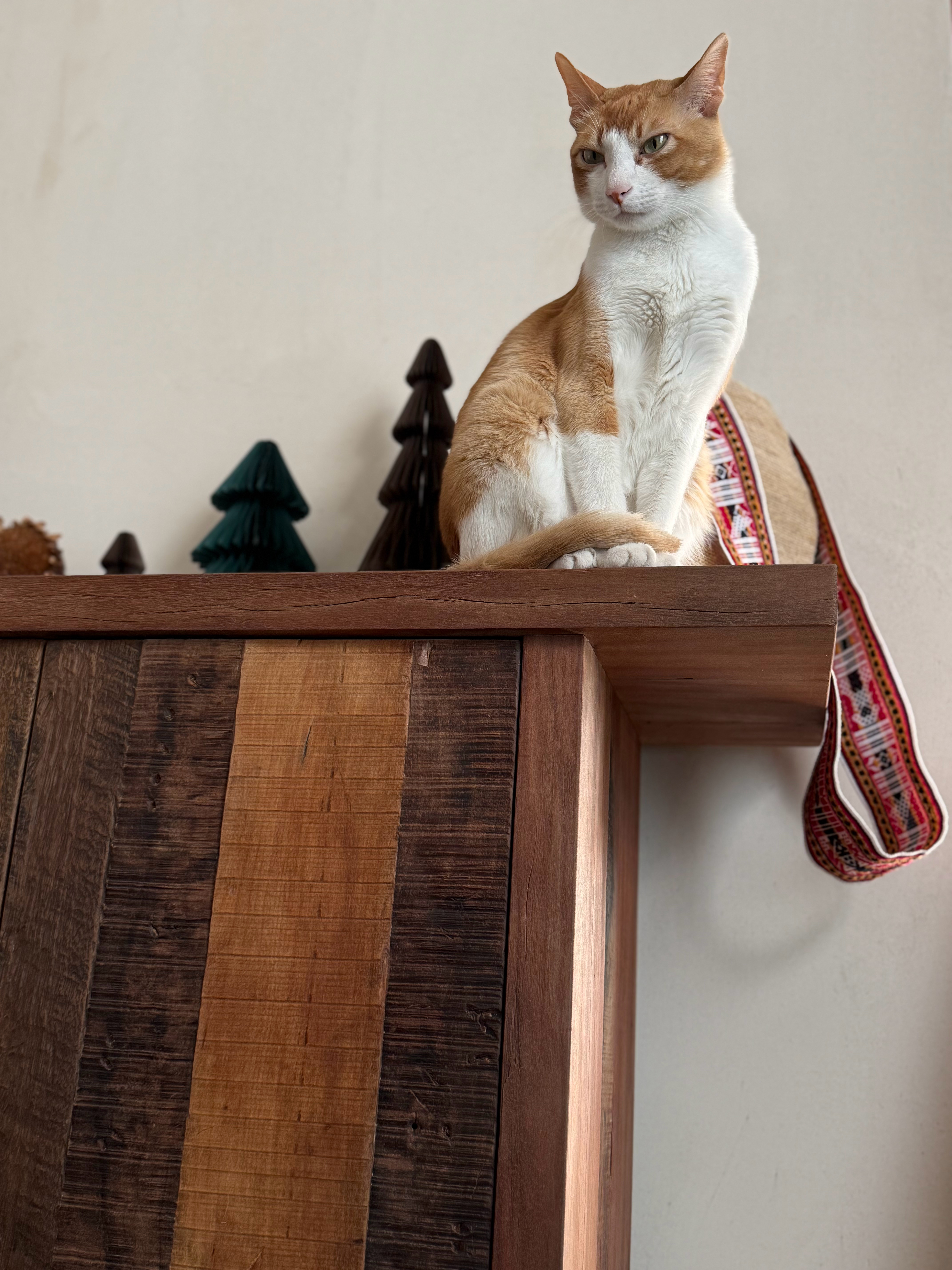 早晨🐈巡视领地丛林矿藏 
