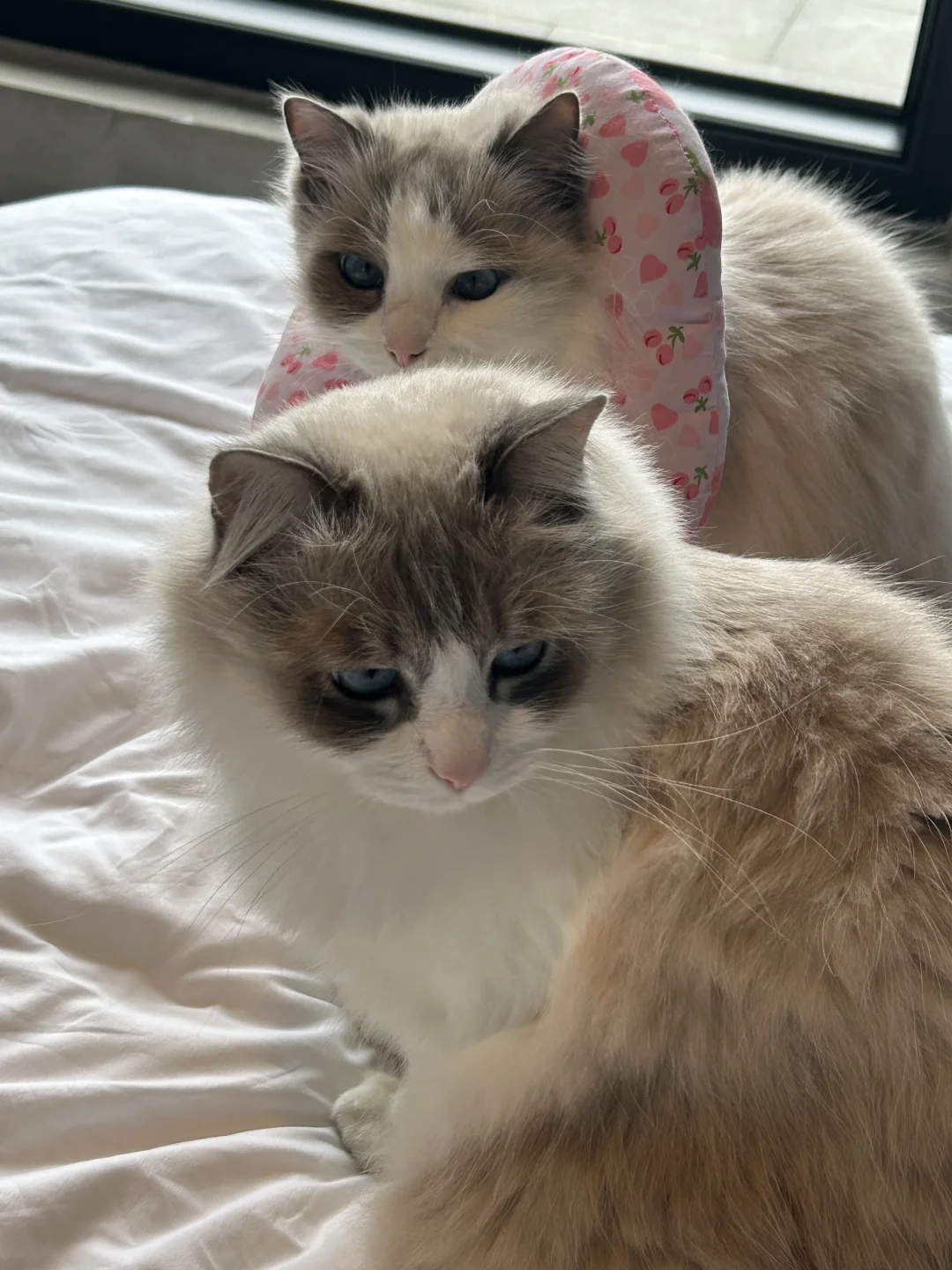 一个温暖的上午🐈