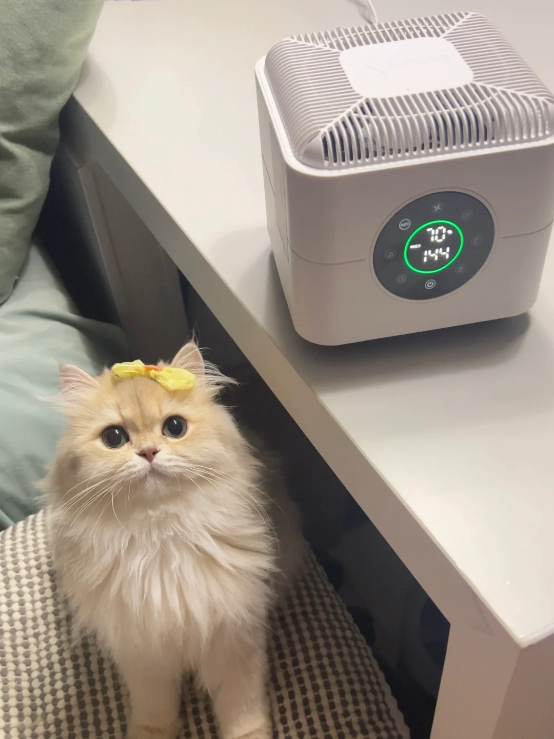 看什么看～没见过这么好看的小猫吗