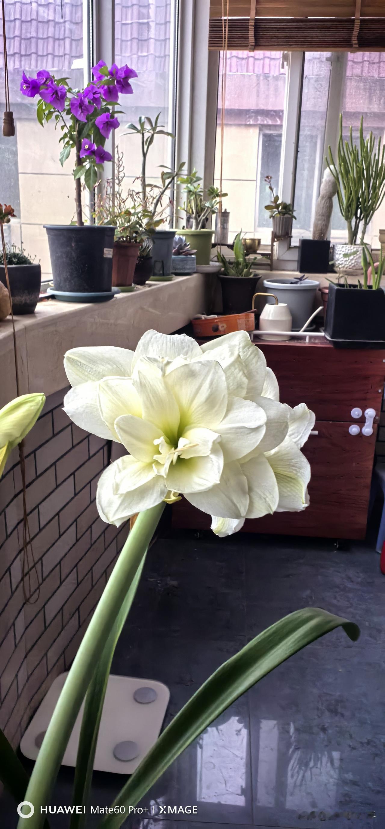 今年冬天开的最好的就是这一组朱顶红，最著名的爆品种阿弗雷克，重瓣大花多头。