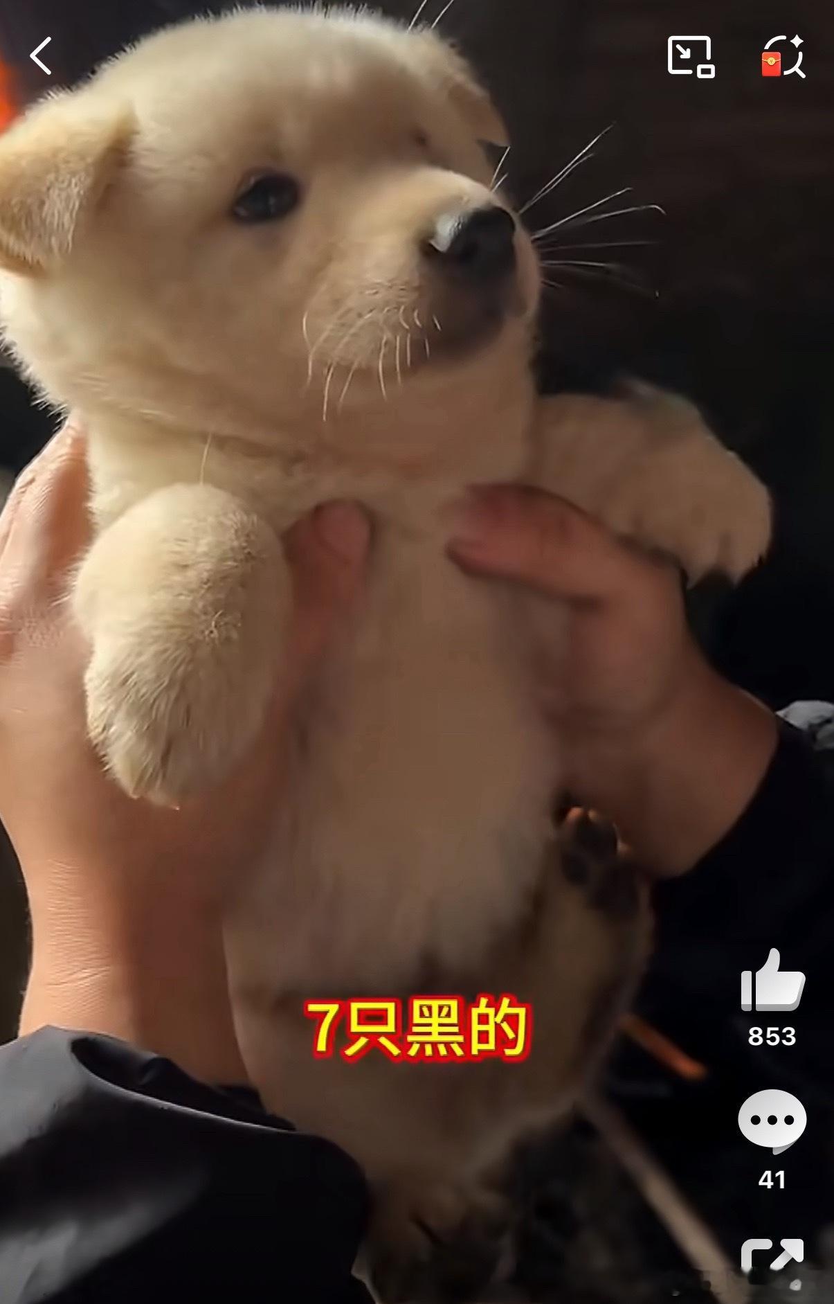 狗妈妈生着生着就没墨了狗：有没有一种可能我的爹是黄毛，而不是黑毛