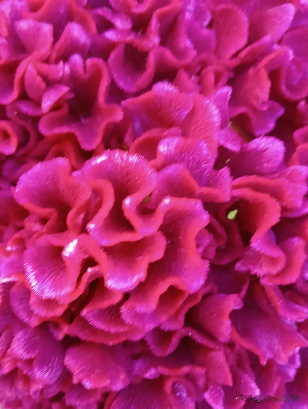 秋日里艳丽夺目的花#秋分节气摄影#