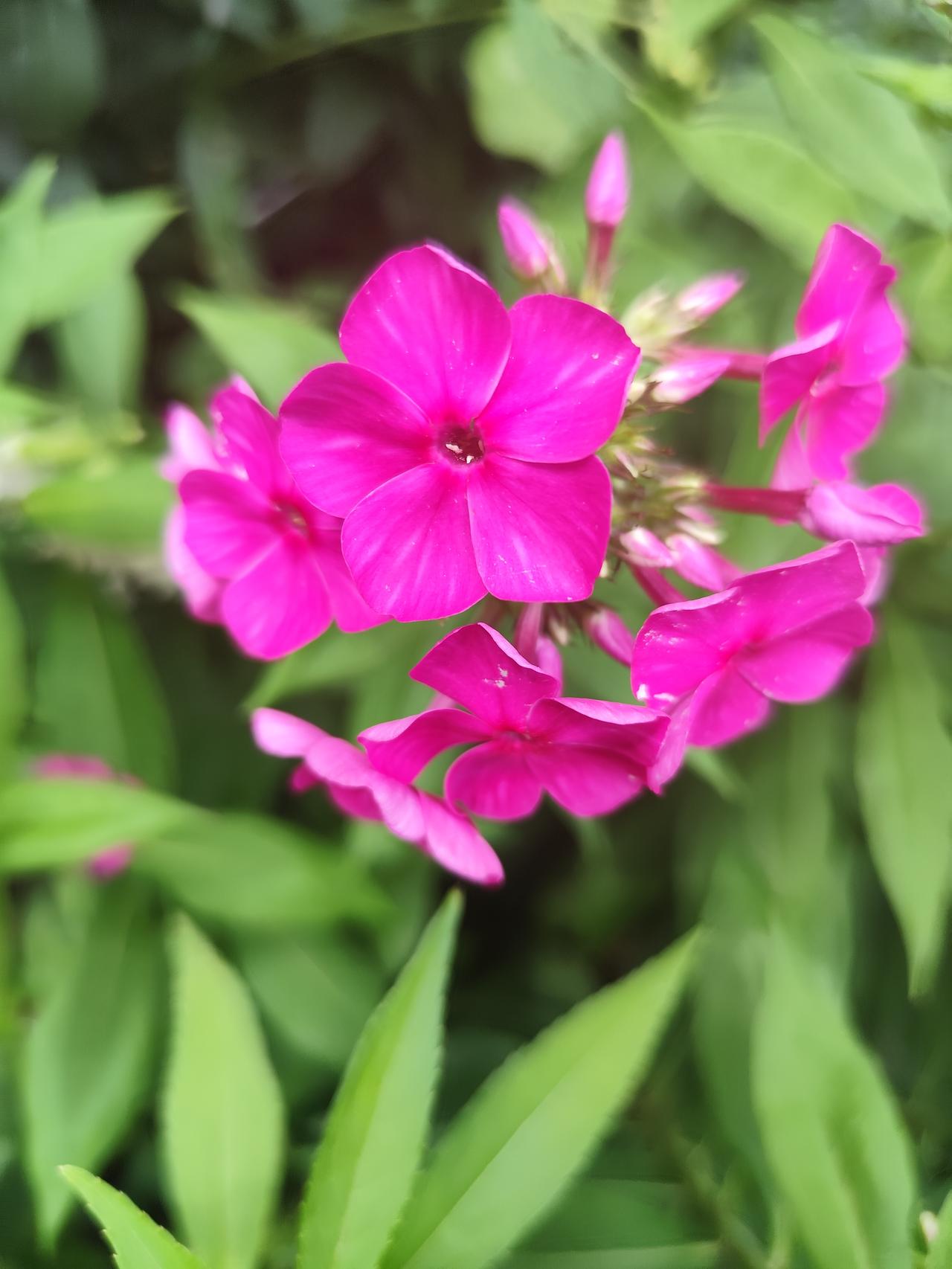 美丽的《天蓝绣球》
    俗称锥花或福禄考等，花朵为数十朵五星小花聚拢成硕大的