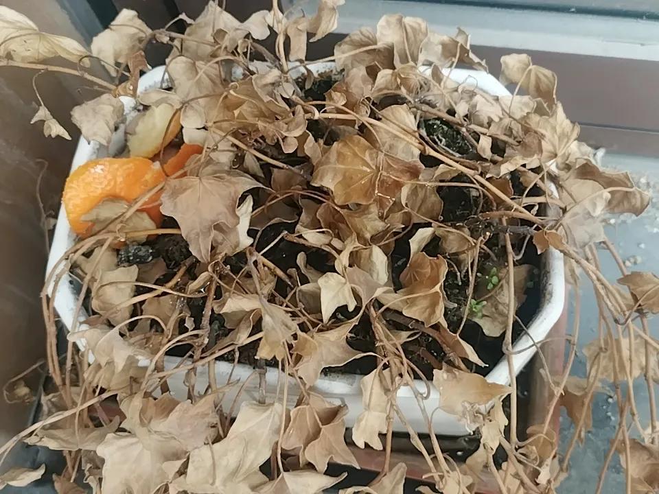 这个花，
管了一个月，
没有复活的迹象，
这是隔壁饭店，不做了，扔在这里，
但是