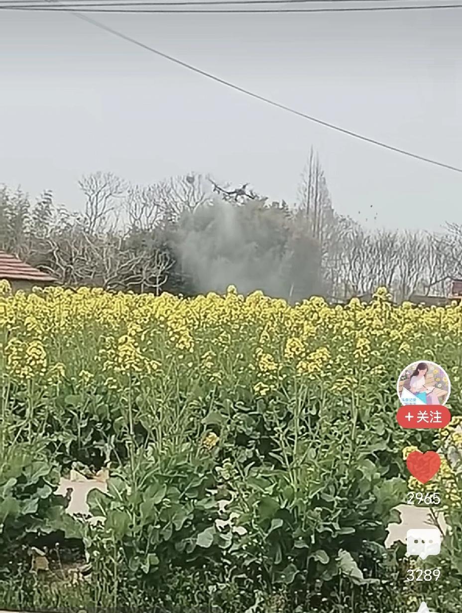 越想越后怕！
有人拍到，有人操控无人机，在别人家油菜花开得正盛时偷偷喷洒农药。