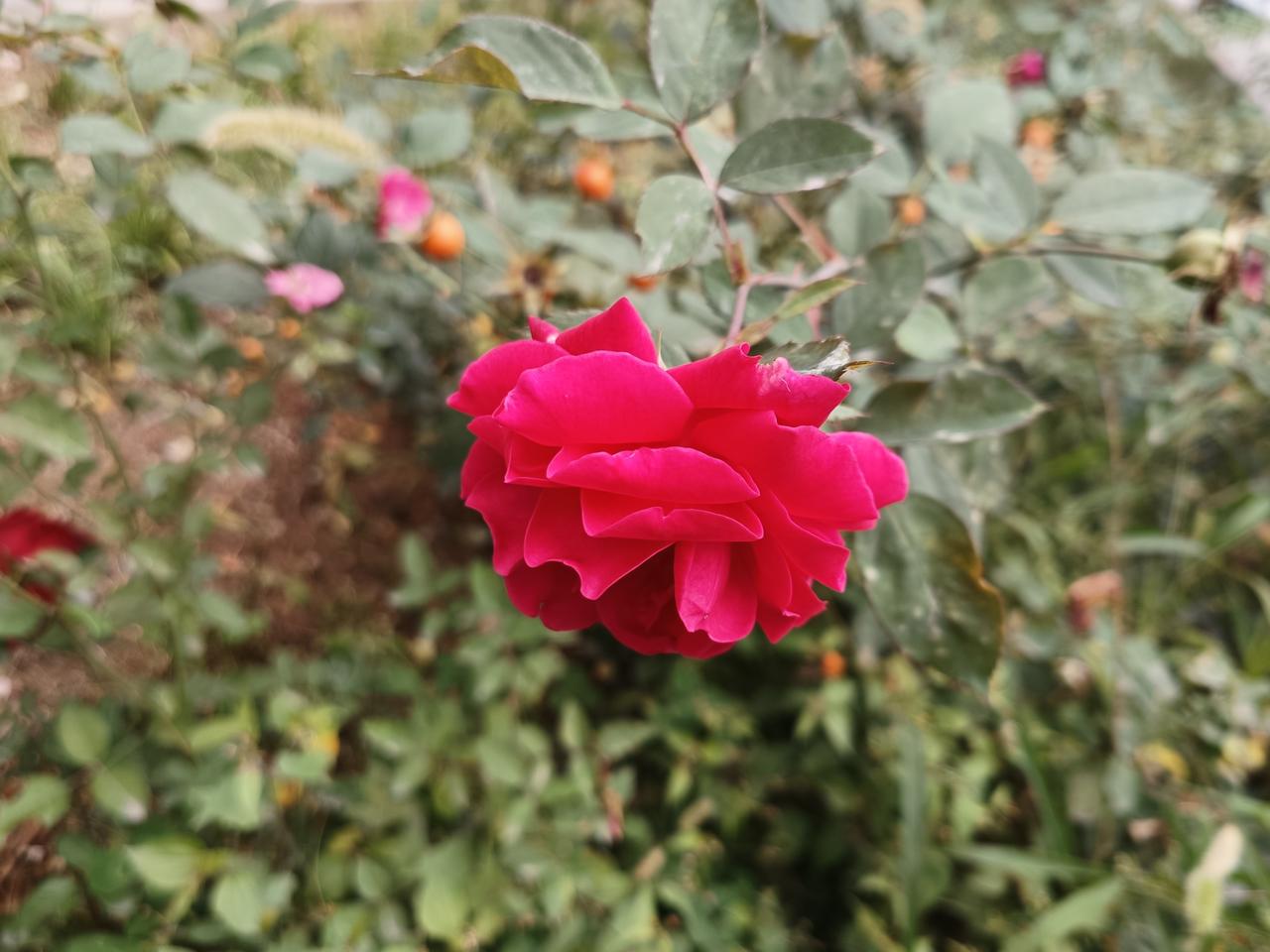 秋深风软落花迟，
曾向春阳尽展姿。
一季芳华终有赴，
敛藏静待再开时。

来年我