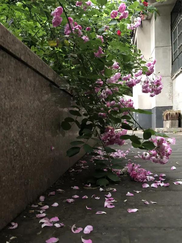 上联，庭前花自落，
下联，屋内歌在飞。                     
