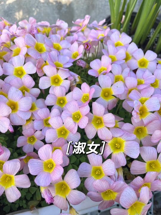 今日爆花酢浆草☘️