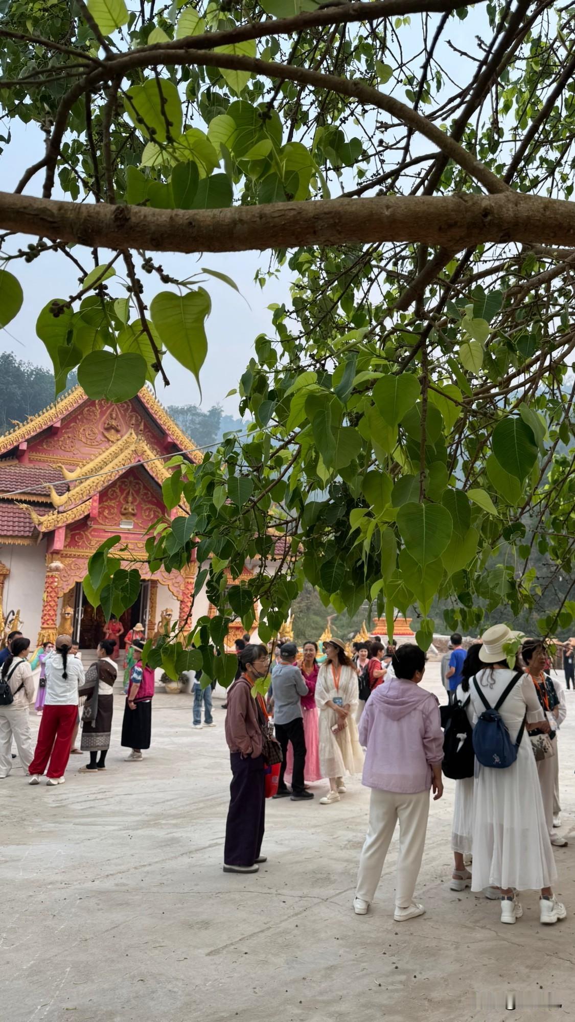 老挝的女孩十几岁就可以结婚了，不需要多少彩礼就嫁人，给老丈人买个摩托车也行。
