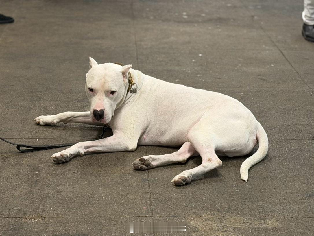 纽约 地铁站里的一只百无聊赖的阿根廷杜高犬（Dogo Argentino）。 总