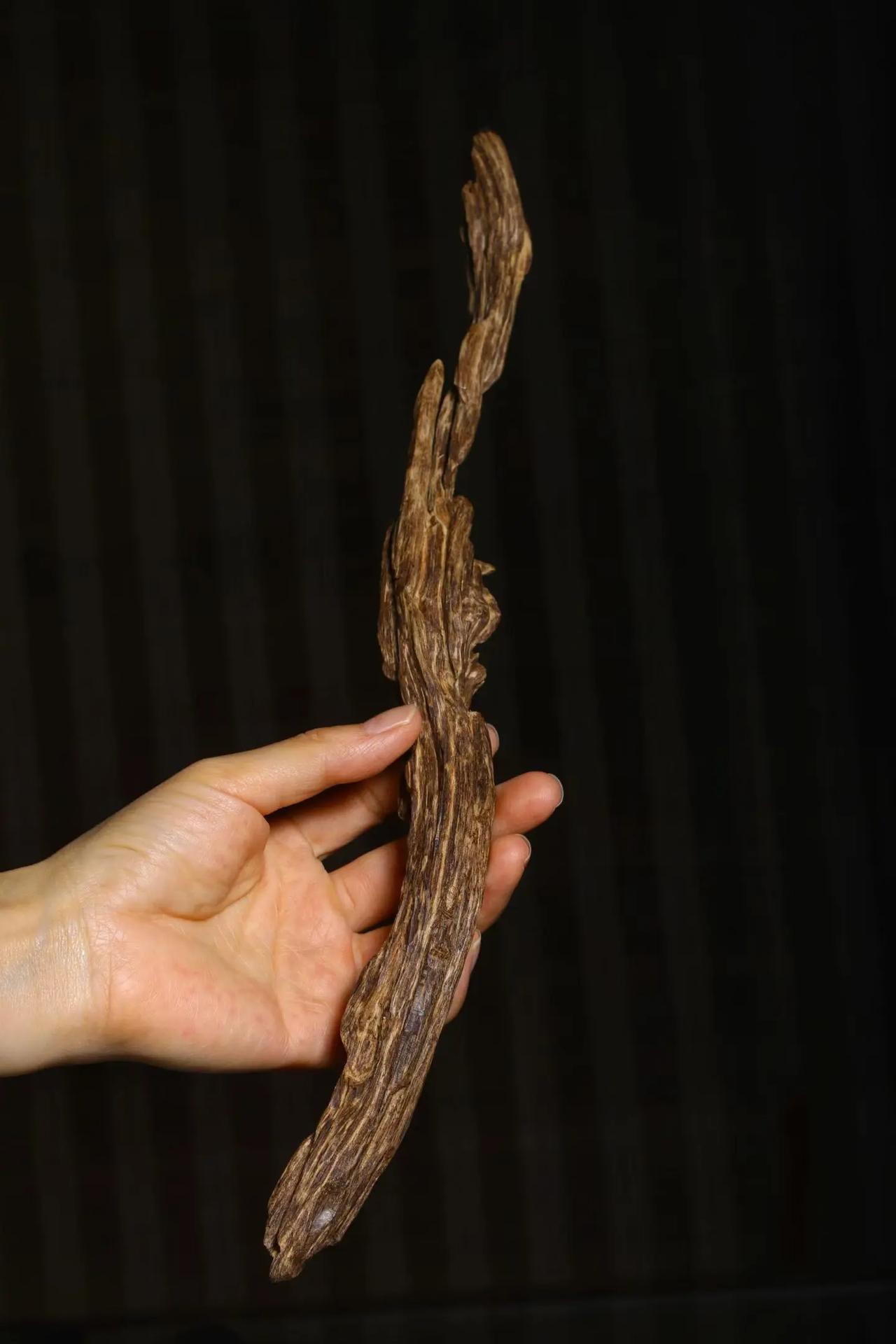 芽庄树心老料是整颗树里结香最难得的地方，76g电商好看计划视频扶持计划 创作者激