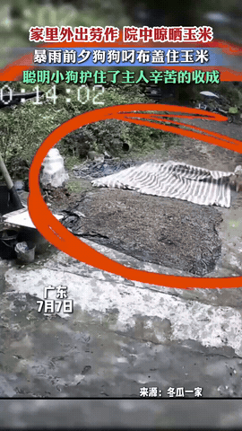 “小狗怎么可以这么聪明！”广东，一女子晒好玉米外出干活，不料，突遇暴雨来临。就在