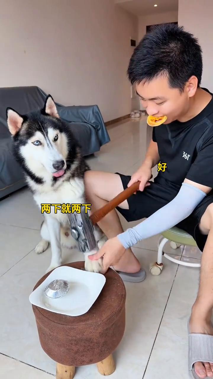 cow。