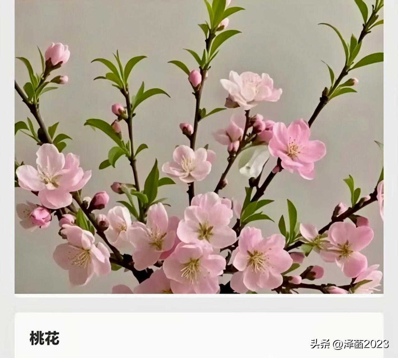 最早被国人用来赞美女子漂
亮的花是？
如果要问“国人最早用什么花夸女子漂亮”？答