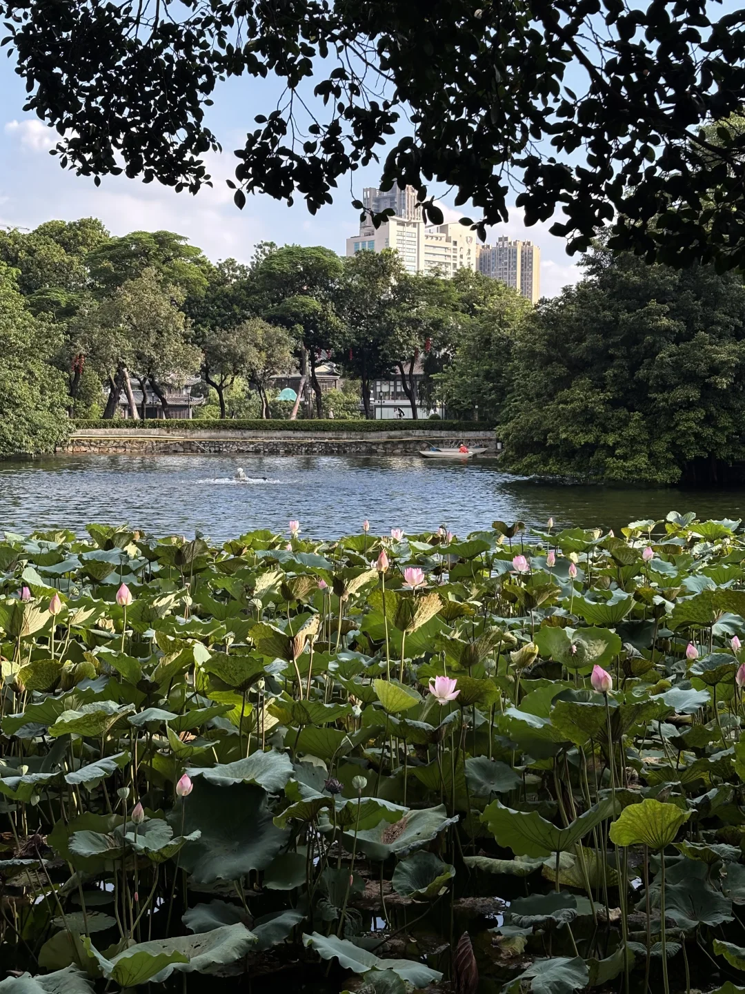 一个人如何更好地使用广州（夏季赏荷实操