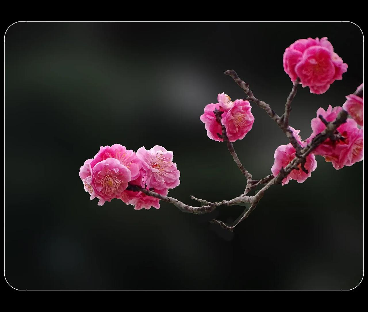 《梅花》
现在是梅花盛开的季节。梅花报春，接下来将是百花齐放，万紫千红的春天的到