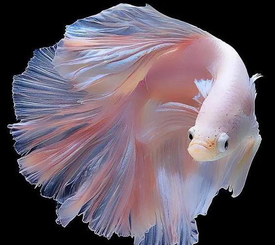 养鱼太难了，水质、设备、鱼病……简直一团乱麻！
 
很多新手小白一想到养鱼，脑子