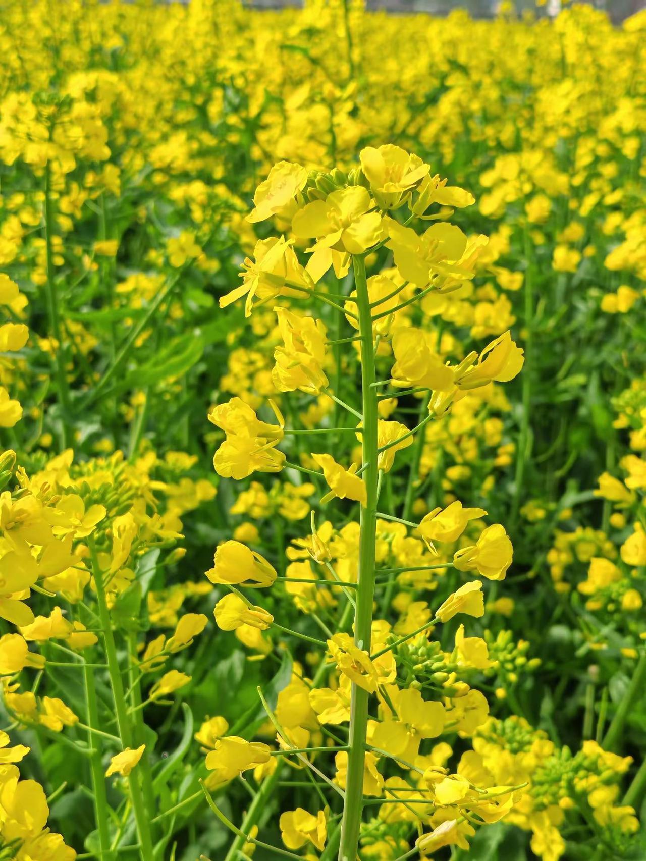 想把好看的风景分享给你 创作者中心 油菜花 分享你拍到的油菜花 创作灵感