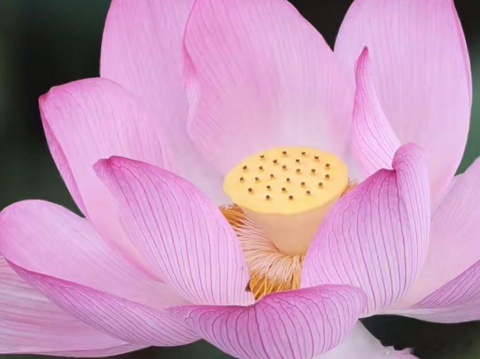 用眼睛寻找美丽 荷花蕊美，美如仙子……江南天天拍江南拍荷好摄天下 马鞍山