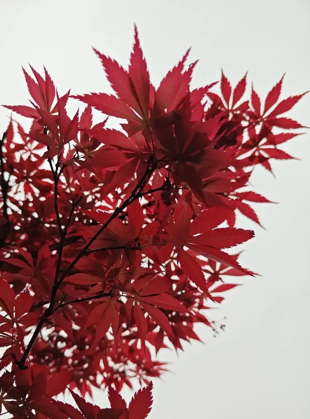 我刷到一位阿姨的碎碎念，说生个儿子就像签终身合同。
她从儿子满月就开始攒首付，攒
