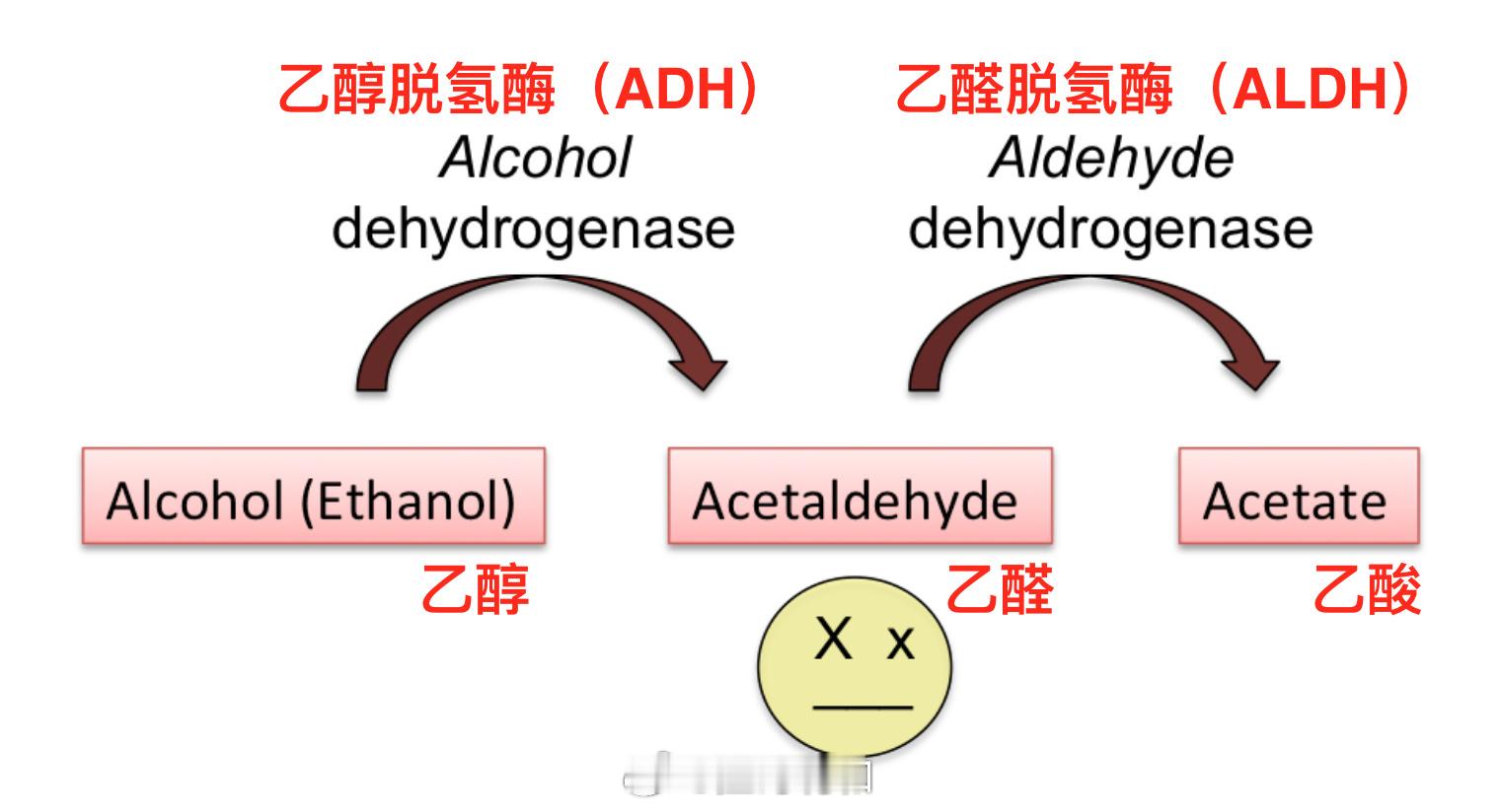 关于能不能喝酒的话题。接上一条，多补充一些关于ALDH2的小知识。以下内容部分来
